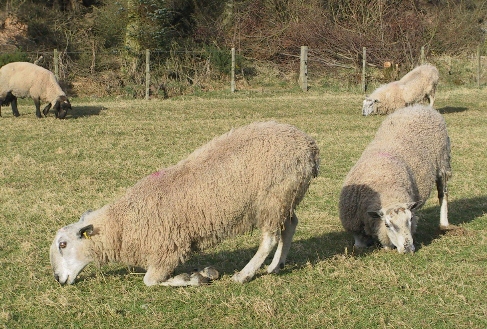 Fig 4 Footrot has caused severe lameness in all three Blueface Leicester rams in this group.