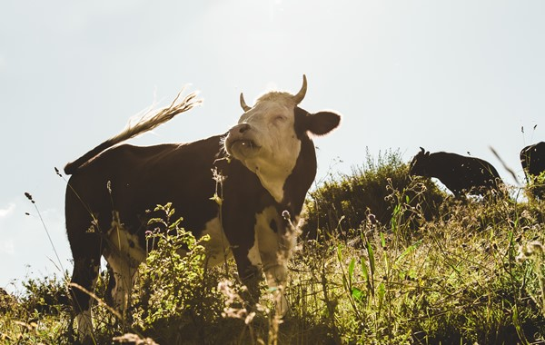 Cattle health