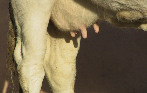 Leptospirosis