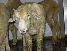 Virus de la lengua azul en ovejas