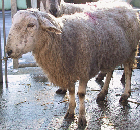 Virus de la lengua azul en ovejas