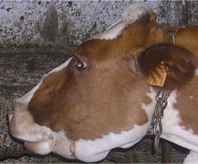 NADIS National Animal Disease Information Service