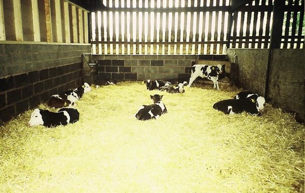 Calf Housing