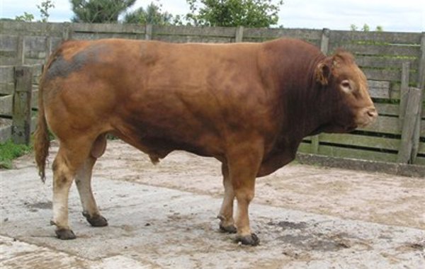 Campylobacter Infection