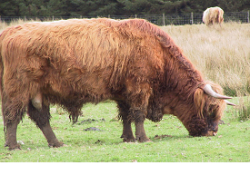 Clostridial Disease in Cattle