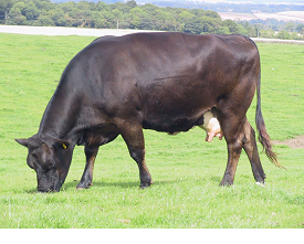 Body condition score in beef herds