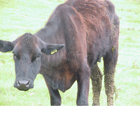 Body condition score in beef herds