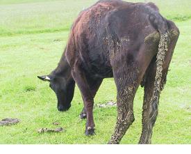 Body condition score in beef herds