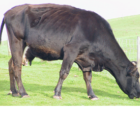 Body condition score in beef herds