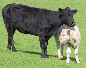 Body condition score in beef herds