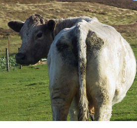 Body condition score in beef herds