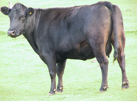 Body condition score in beef herds