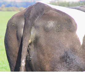 Body condition score in beef herds