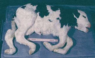 Calf with Complex Vertebral Malformation (CVM)