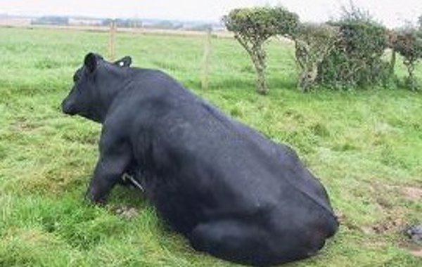 Downer Cow