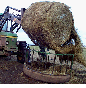 Eye conditions in cattle