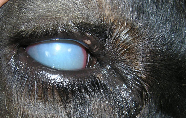 Eye disease in cattle