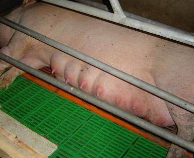 Nipples., Piglets sleeping after a feed. Posted especially …