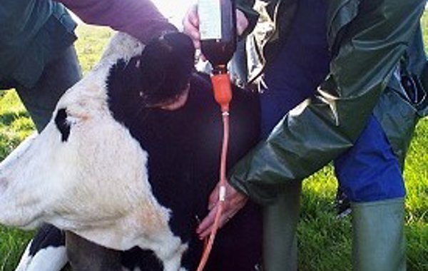 Metabolic Downer Cow Diseases