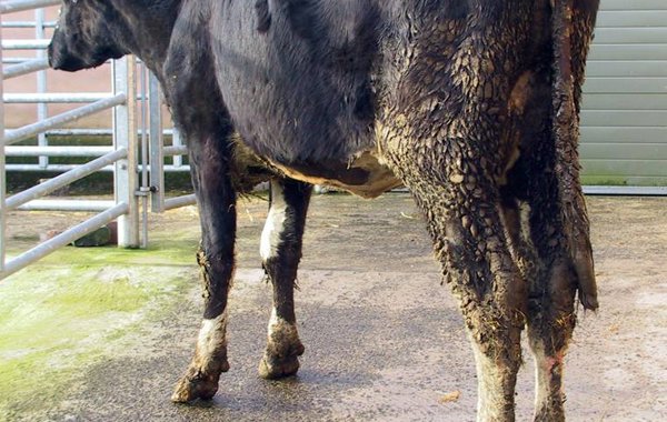 Johne's disease