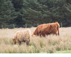 Typical high risk fluke pastures