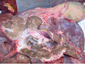 Surface of a fluke infested liver