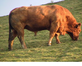 Bull with liver fluke