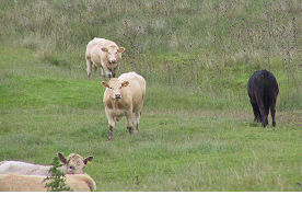 Liver fluke in cattle