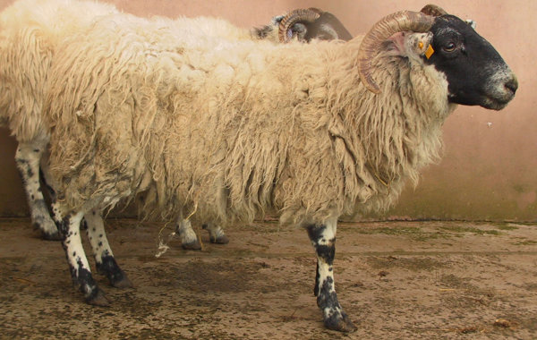 Liver Fluke in Sheep