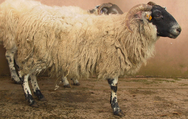 Liver Fluke in Sheep