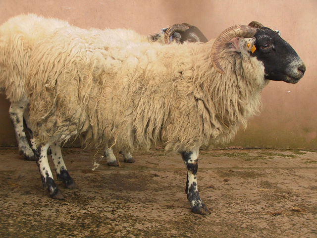 What causes blowfly?