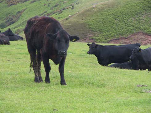 Chronic weight loss caused by prolonged access to bracken