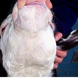 The calf's lower jaw is wet caused by drooling of saliva