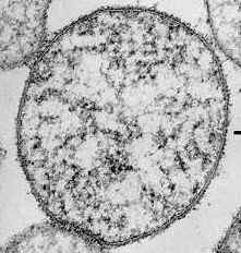 Mycoplasma F1