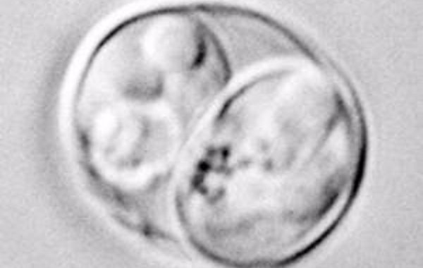 Neosporosis