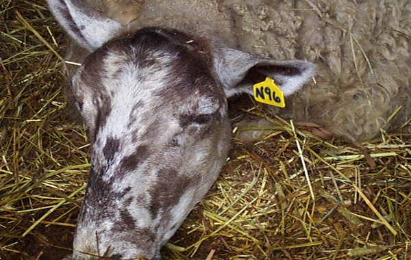 Nervous diseases in sheep