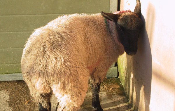 Sheep Trace Element Deficiences
