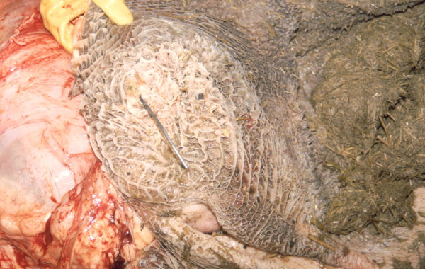 Traumatic Reticulitis (Wire)