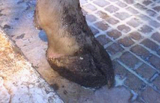 Overgrown inner claw on hind limb