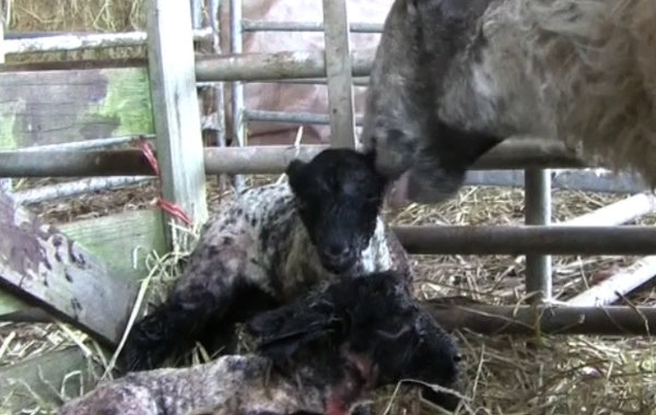 Lambing - The Basics