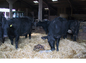 Calving basics