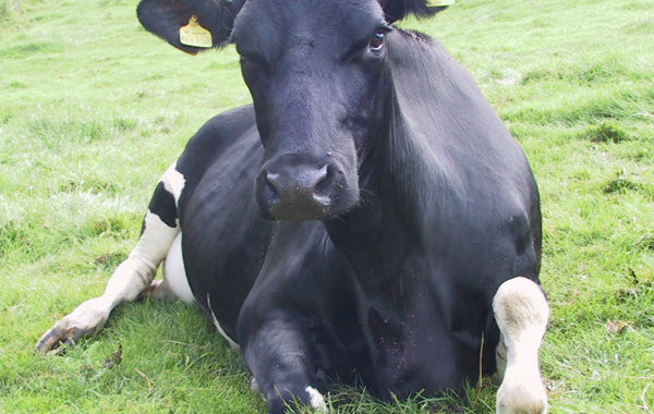 Calving Problems