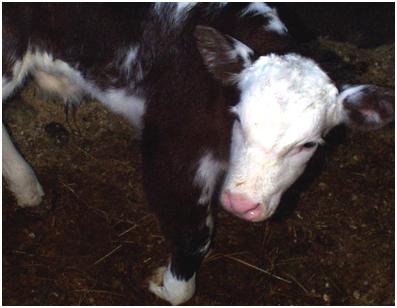 Calving complications