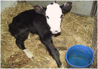 Calving complications