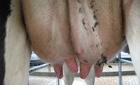 Mastitis control and management