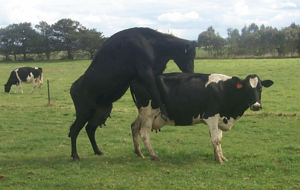 Part 3 - Treating the Normal Cow - Missed Heats and Synchronisation