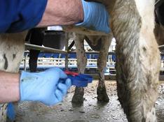 Detecting and treating clinical mastitis