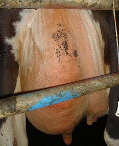 Mastitis control and management