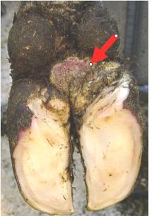 Digital dermatitis - heel lesion