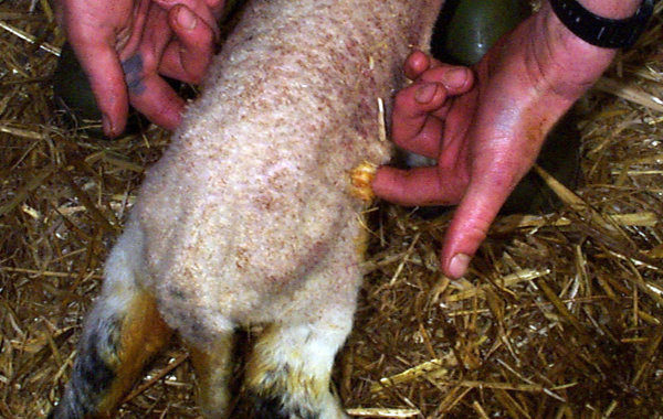 Survival of newborn lambs